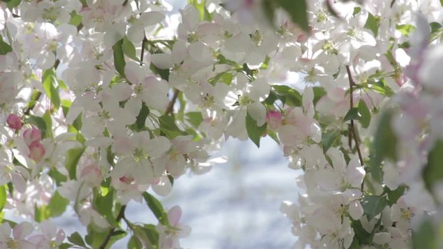 White blossoms on an ornamental tree
