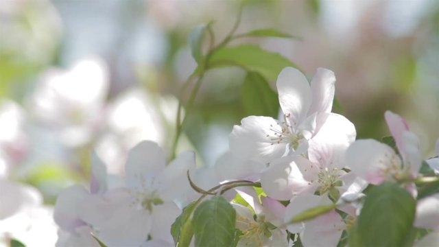 White blossoms on an ornamental tree closeup