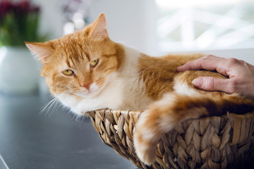 Cute cat with orange fur sitting in a round woven straw basket indoors on kitchen worktop. Female...