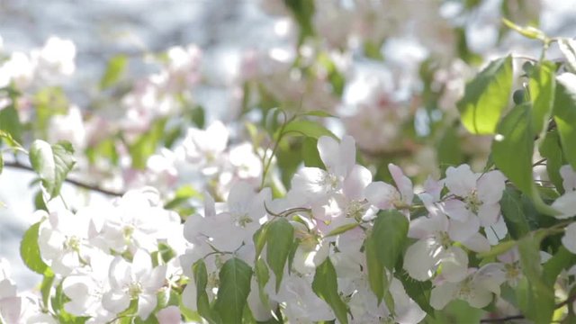 White blossoms on an ornamental tree