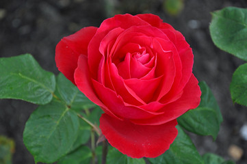 Single red rose