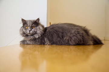 Cute long-haired grey cat with startling orange colored eyes looking directly at the camera