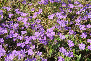 Obraz premium FIORI DI CAMPO