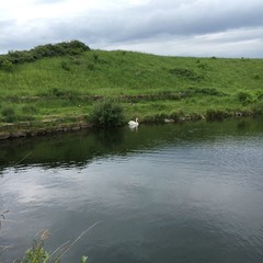 Tierwelt an einer Seelandschaft