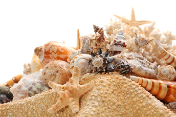 Seashells isolated on white