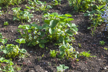 Strawberry patch in flower, in spring sunshine on open soil / ga