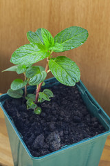 Chocolate mint herb / plant / cutting, ready for planting out.