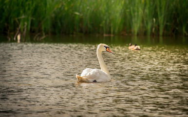 White swan swimming on a lake