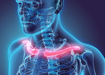 3D illustration of Clavicle, medical concept.