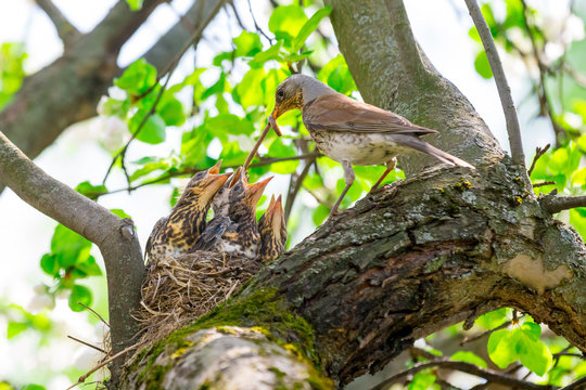 mother bird feeding baby birds in the forest nest 