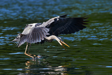 Grey heron in flight