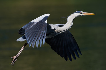 Grey heron in flight