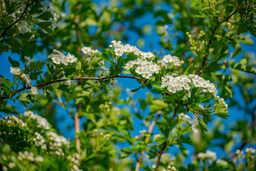 magic floral spring branch of cherry tree with blossoming flowers