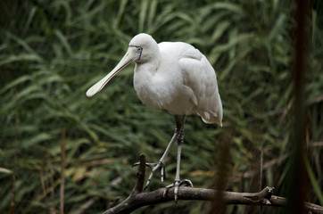 yellow-billed spoonbill