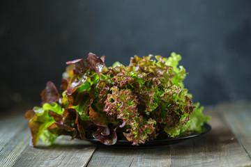 Red curly salad on a wooden table