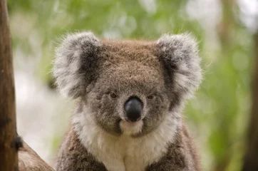 Tableaux ronds sur aluminium brossé Koala koala