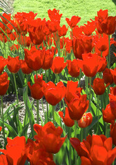 Park in Monte Carlo. Principality of Monaco