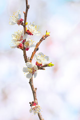 Flowering branch of apricot tree on blurred spring background