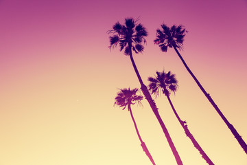 Obraz premium California Palm Trees widok w Sunset Cliffs, San Diego, USA