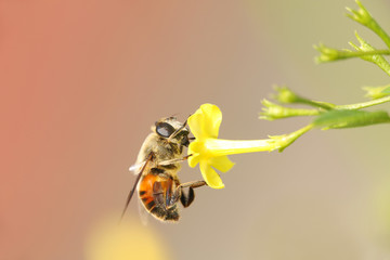 horse fly and yellow flower in soft mood