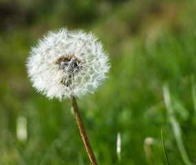 dandelion seed head, called  blowballs containing many single-seeded fruits called achene attached to a pappus of fine hairs, which enable wind-aided dispersal over long distances

