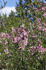 The shrub steppe almond, blooming pink flowers