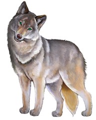 Illustration of cute standing gray wolf on the white background. © nataljacernecka