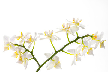 Obraz na płótnie Canvas happy little orchids