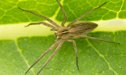 Nursery web spider Pisaura mirabilis on leaf
