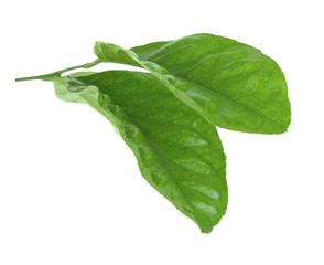 Fototapeta na wymiar Green citrus leaves isolated on white