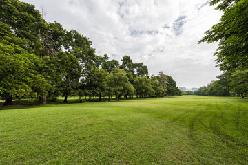 Fototapeta na wymiar Green grass field in city park