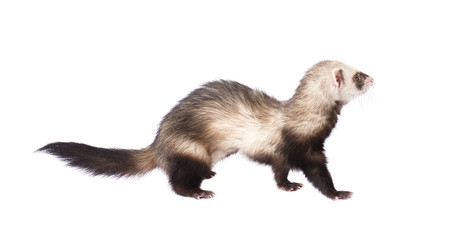 Grey ferret in full growth, isolated on white background