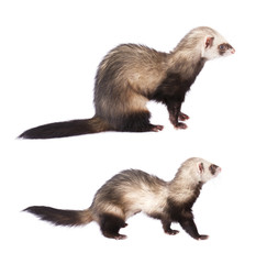 Grey ferret in full growth, isolated on white background