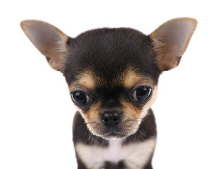 Small chihuahua puppy on the white background