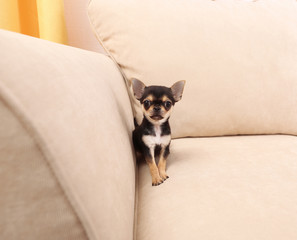 Small chihuahua puppy on the beige sofa