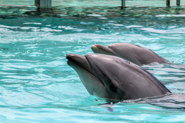 Fototapeta premium Common Bottlenose Dolphin (Tursiops truncatus)