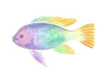 Exotic decorative fish on a white background. Watercolor painting