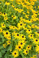 black-eyed susan flowers