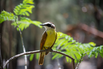 El pájaro en la rama está mirando de lado.