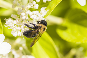 a bumble bee feeds on flowers