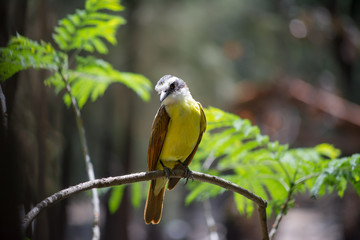 El pájaro en la rama está observando hacia abajo.