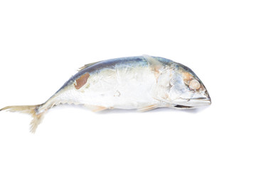 Fish mackerel isolate on white
