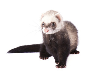 Brown Ferret isolated on a white background