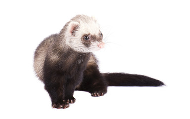 Brown Ferret posing on a white background
