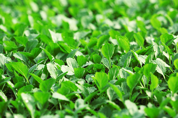 Obraz premium Young cabbage seedlings growing