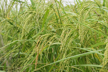 Paddy field, green agriculture land, India