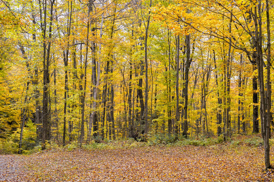 fall color in the forest of haliburton ontario canada