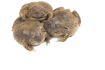 The thailand bullfrog on white
