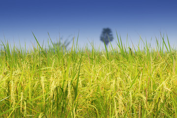 Obraz premium Paddy field, green agriculture land, India