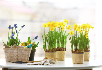 Beautiful narcissus in pots on blurred city background